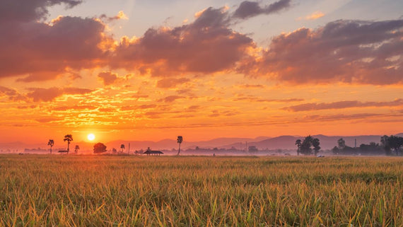 White Paper Vs Organic Paper