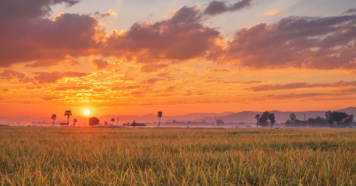 White Paper Vs Organic Paper