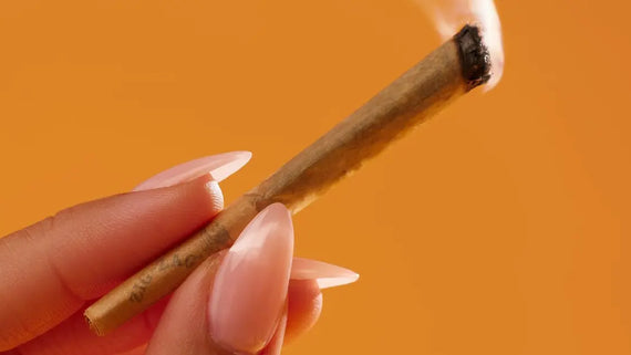 Pre-rolled cones for smoking held with long manicured nails and burning tip against an orange backdrop.