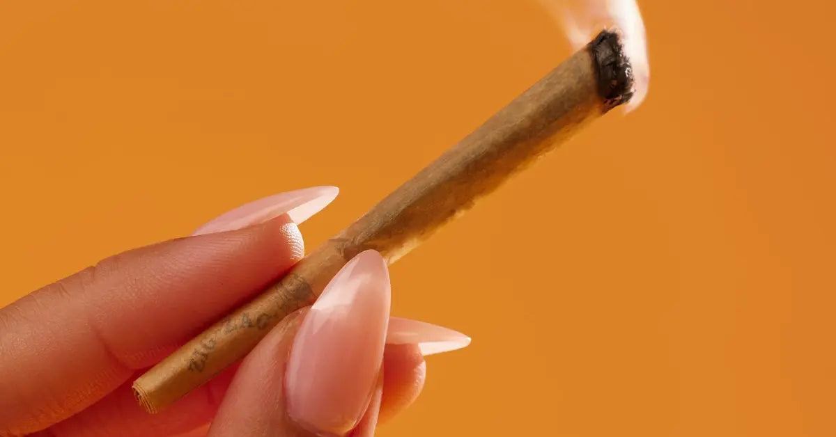 Pre-rolled cones for smoking held with long manicured nails and burning tip against an orange backdrop.