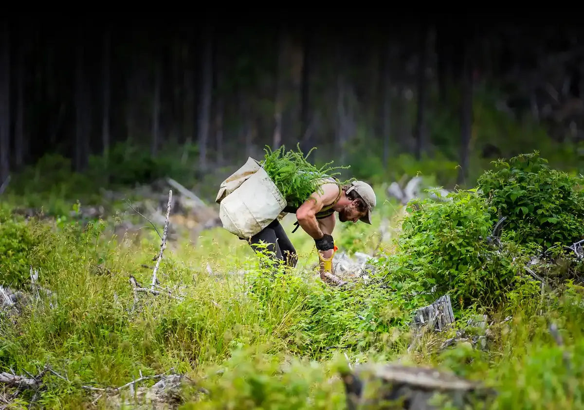 A tree planter bent over in a forest clearing, carrying a large bag of young seedlings against a dark forest backdrop