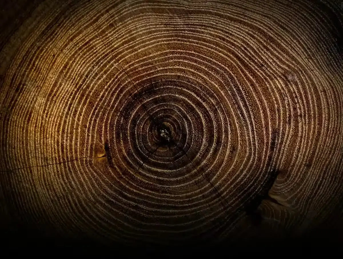 Close-up of intricate tree rings showcasing the passage of time & natural wood growth patterns